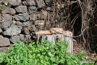 Robinia delle Chiazzette